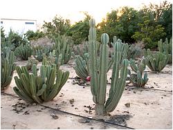 Cereus peruvianus