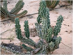 Cereus peruvianus f. monstrosa 