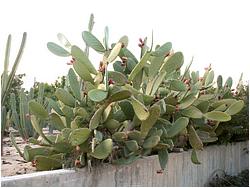 Opuntia ficus-indica