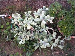 Kalanchoe germanae