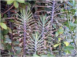 Kalanchoe tubiflora (Bryophyllum delagoense)