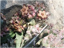 Caralluma europaea 