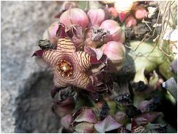 Caralluma