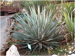 Agave avellanidens