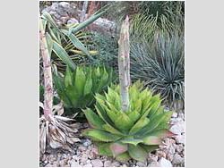 Agave parryi