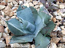 Agave potatorum