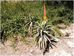 Aloe africana