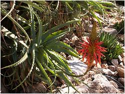 Aloe arborescens