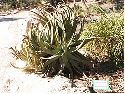 Aloe castanea