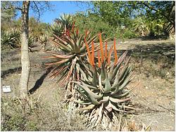 Aloe ferox