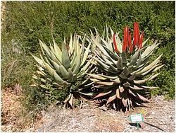 Aloe