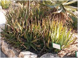 Aloe lutescens