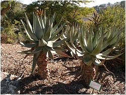 Aloe marlothii