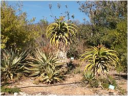 Aloe thraskii