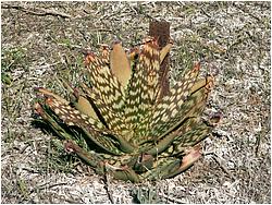Aloe zebrina (ammophila, transvaalensis)
