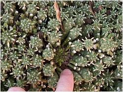 Euphorbia aff. caput-medusae