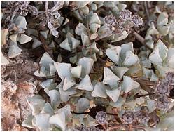 Oscularia deltoides