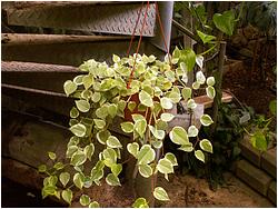 Peperomia scandens f. variegata