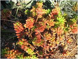 Sedum rubrotinctum