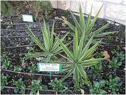 Yucca elephantipes