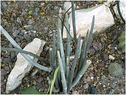 Ceropegia dichotoma