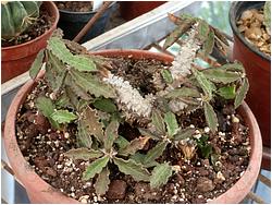 Euphorbia decaryi 