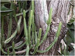 Euphorbia pseudocactus