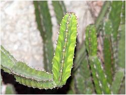 Euphorbia pseudocactus