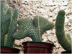 Hoodia sp. f. cristata