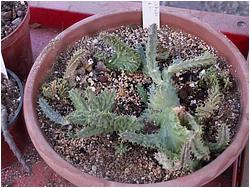 Huernia aff. plowesii f. cristata