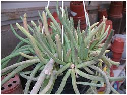 Huernia pendula