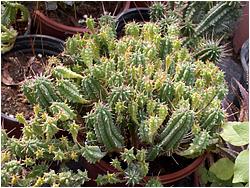 Euphorbia submammillaris