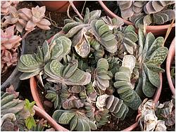 Gasteria gracilis