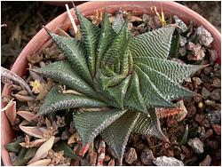 Haworthia limifolia