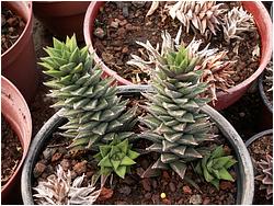 Haworthia cassytha