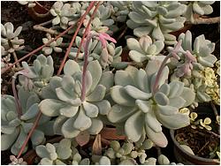 Pachyphytum glutinicaule 