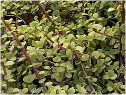 Portulacaria afra