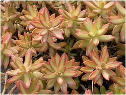 Sedum nussbaumerianum