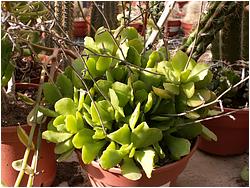 Adromischus zeyheri