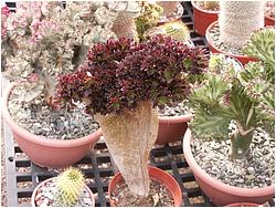 Aeonium arboreum ssp. atropurpureum cv. Schwarzkopf f. cristata