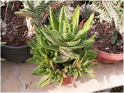 Aloe mitriformis