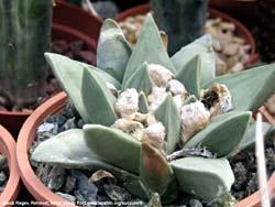 Ariocarpus retusus