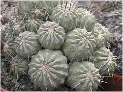 Copiapoa dealbata