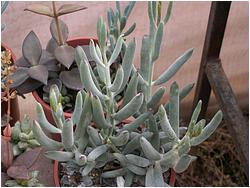 Cotyledon papillaris 