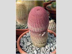 Echinocereus rigidissimus v. rubrispinus