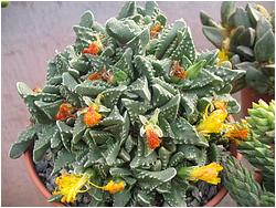 Faucaria tigrina