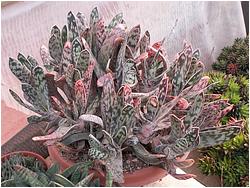 Gasteria bicolor