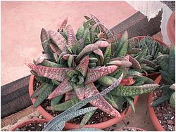 Gasteria batesiana