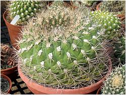 Gymnocalycium saglione