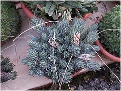 Haworthia glauca v. herrei